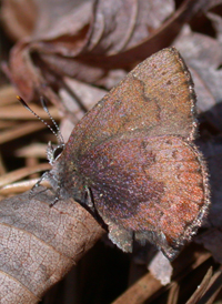 Brown Elfin